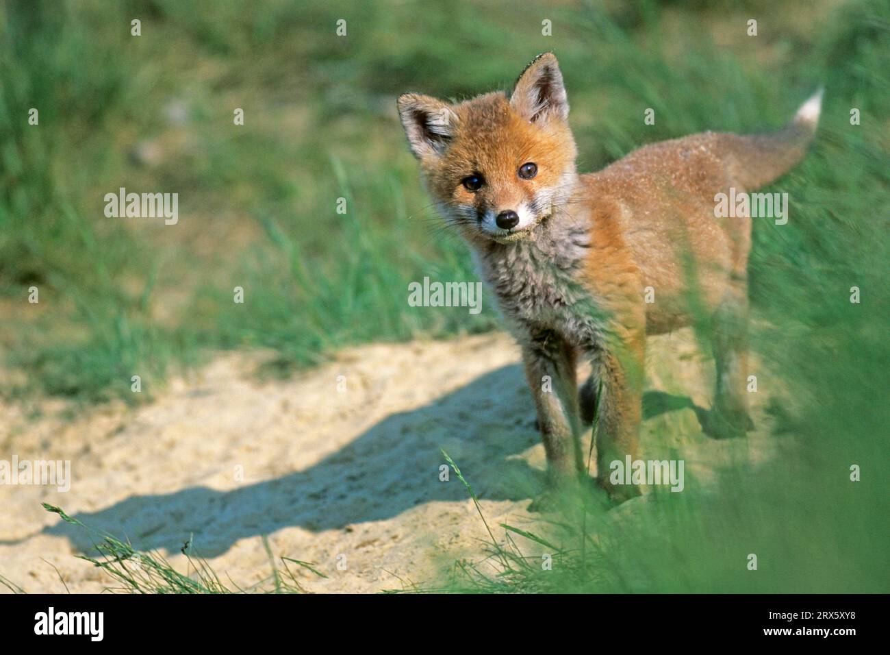 Red fox (Vulpes vulpes), in captivity some animals live for up to 15