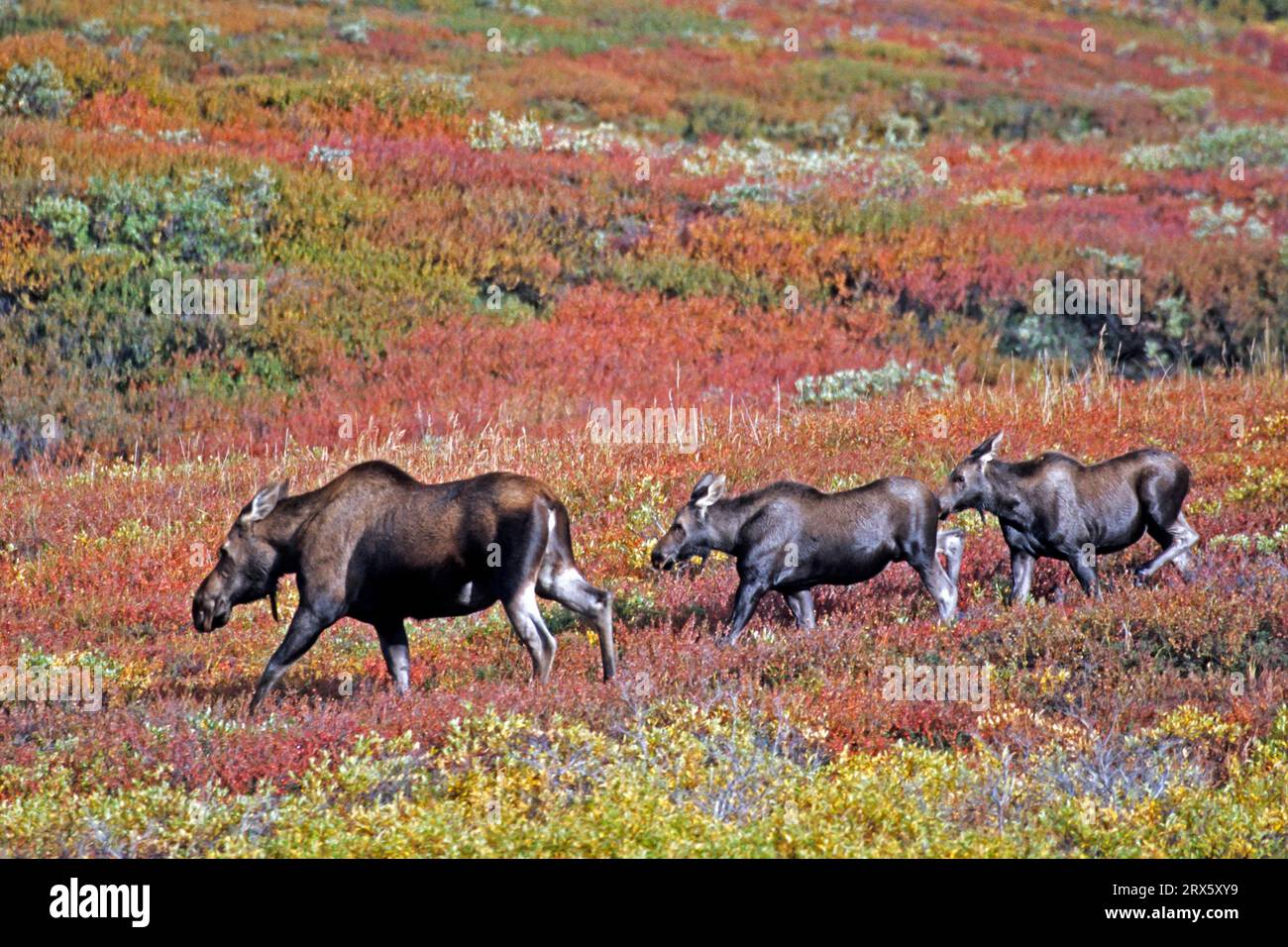 Elk with young are very dangerous and will attack humans who came too
