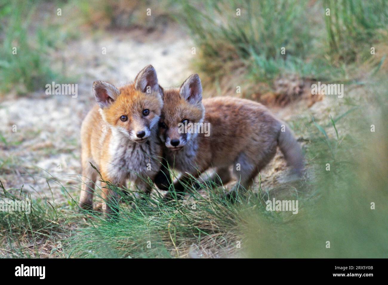 Red Fox (Vulpes vulpes), in the wild, foxes rarely survive past 5 years of age (Fox) (Photo Young foxes play fighting in front of den), Red Fox in Stock Photo