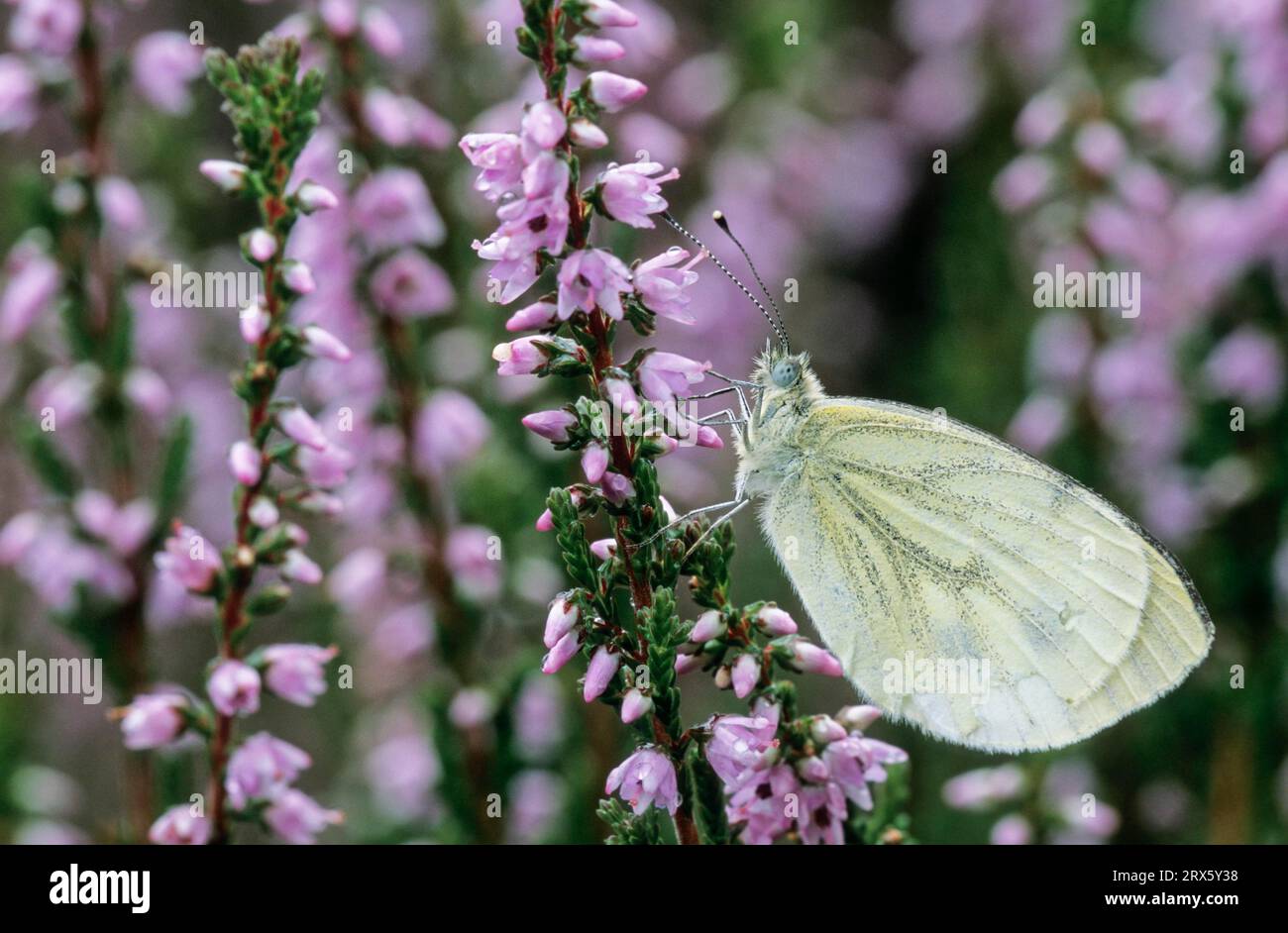 Green-veined white (Pieris napi), the caterpillar overwinters as a pupa (Photo female on Common Heather), Green-veined White, the caterpillar Stock Photo