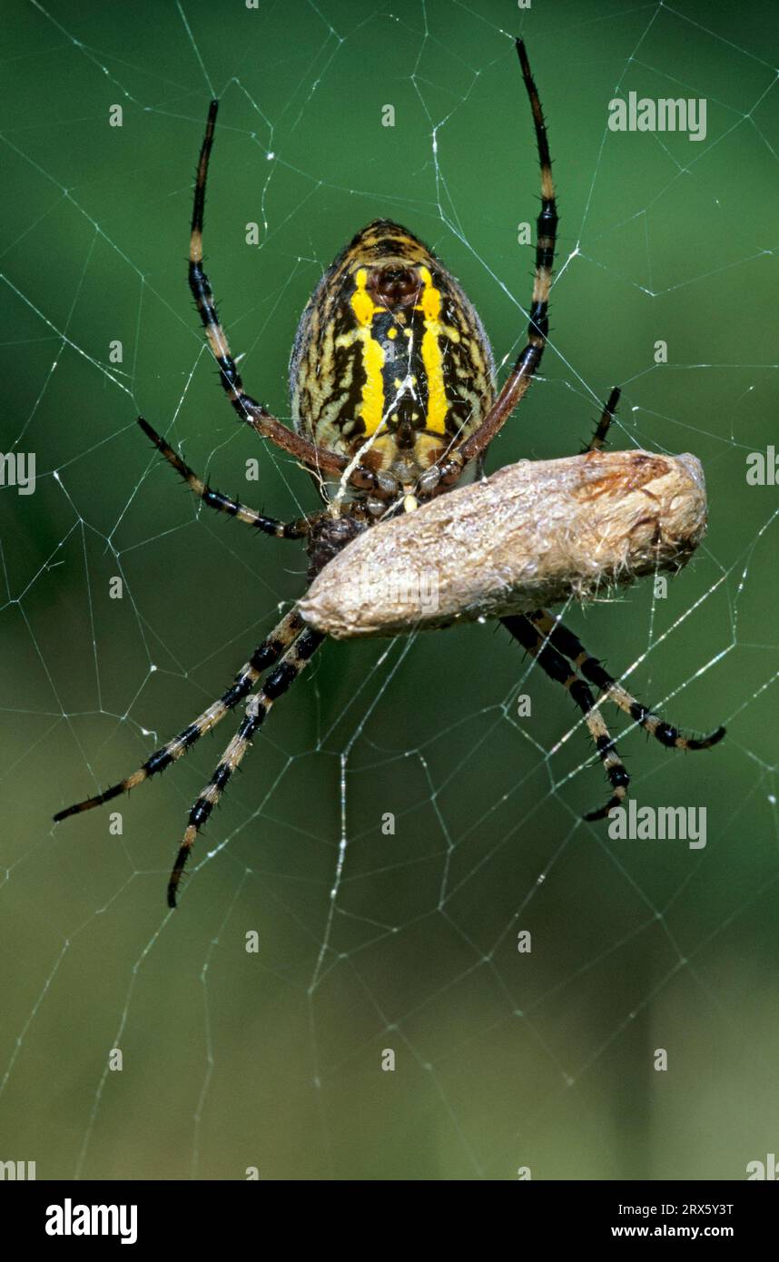 Wasp Spider (Argiope bruennichi), the females are much larger than the males (Photo female with grasshopper), Wasp Spider, the females are much Stock Photo