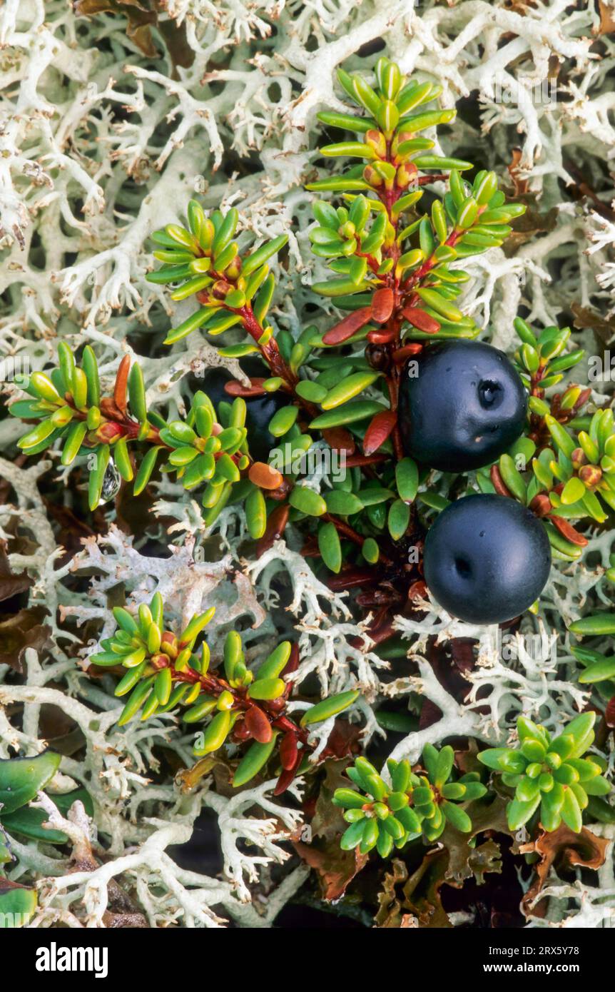 Black Crowberry (Empetrum nigrum) the berries are edible (Kraehenbeere), Crowberry has edible fruits (Black Crowberry) (Blackberry) Stock Photo