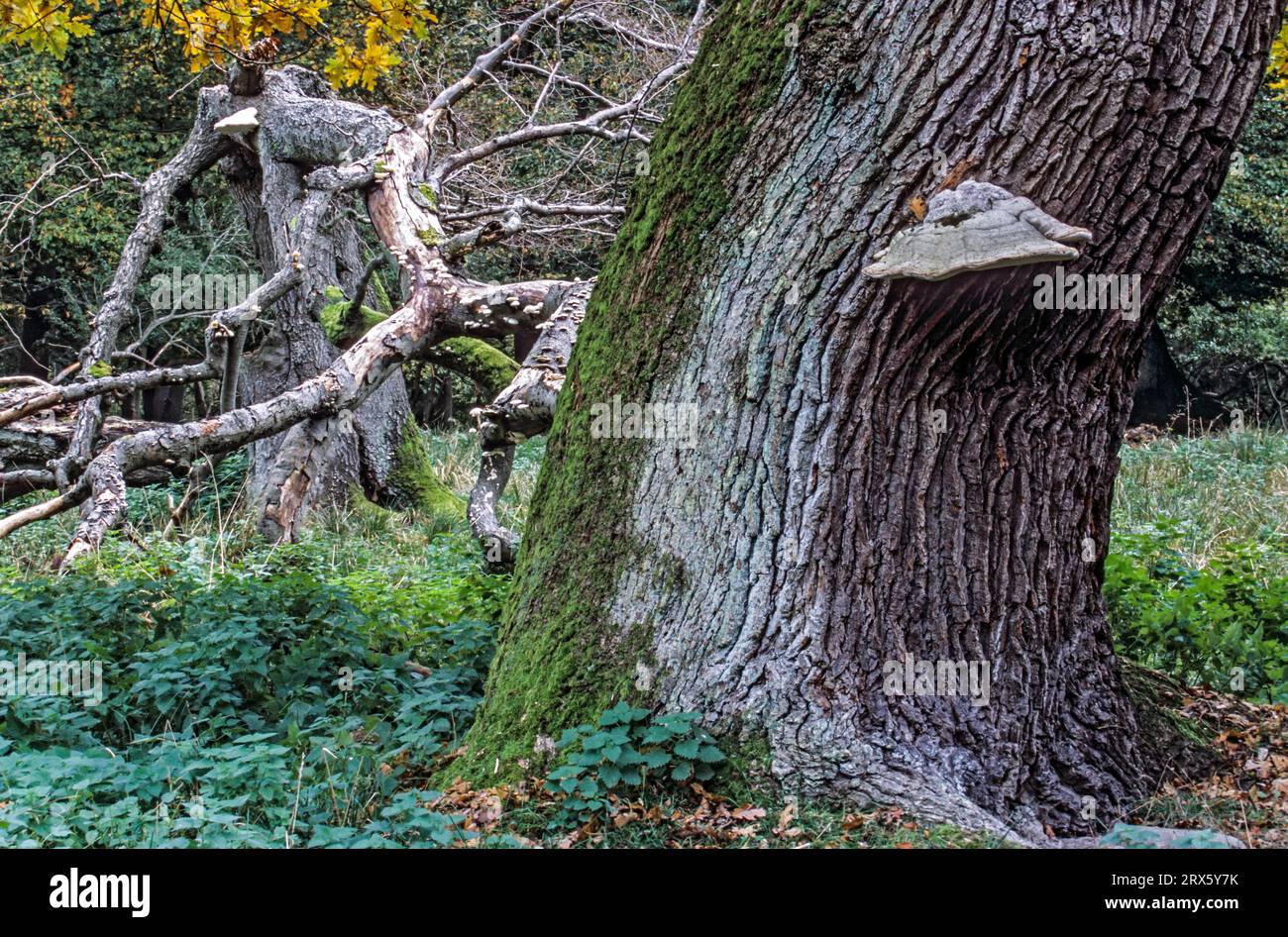 English Oak a tree named Majesty Oak with a circumference of 12, 2m is