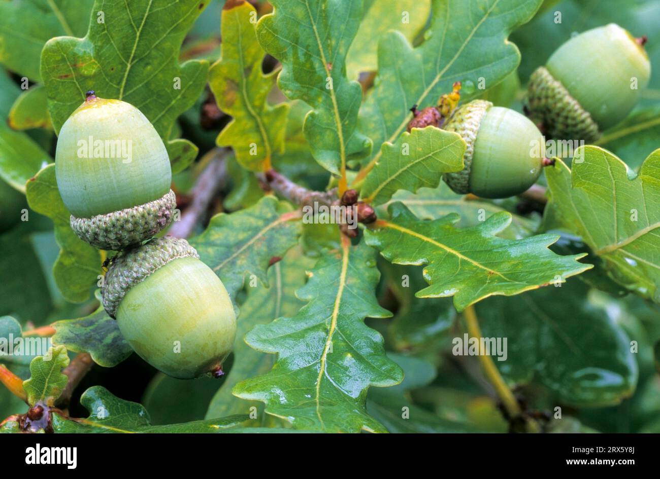 Pedunculate Oak (Quercus robur) here unripe fruits are called acorns (Summer Oak) (German Oak), Pedunculate Oak their fruit called acorns (Common Stock Photo