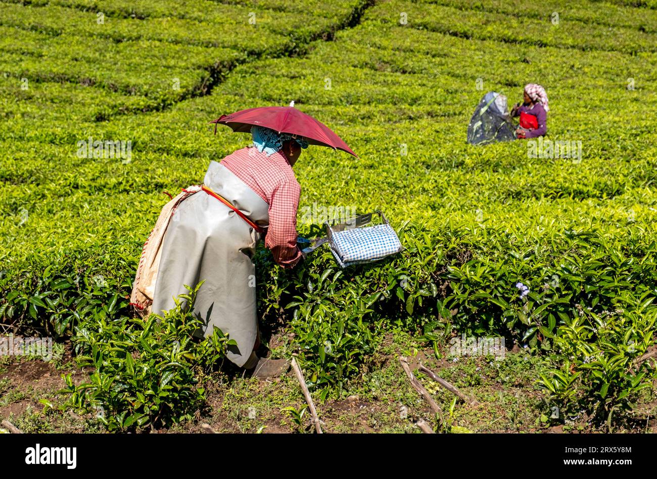 Tea pickers, Munnar, Kerala, India Stock Photo