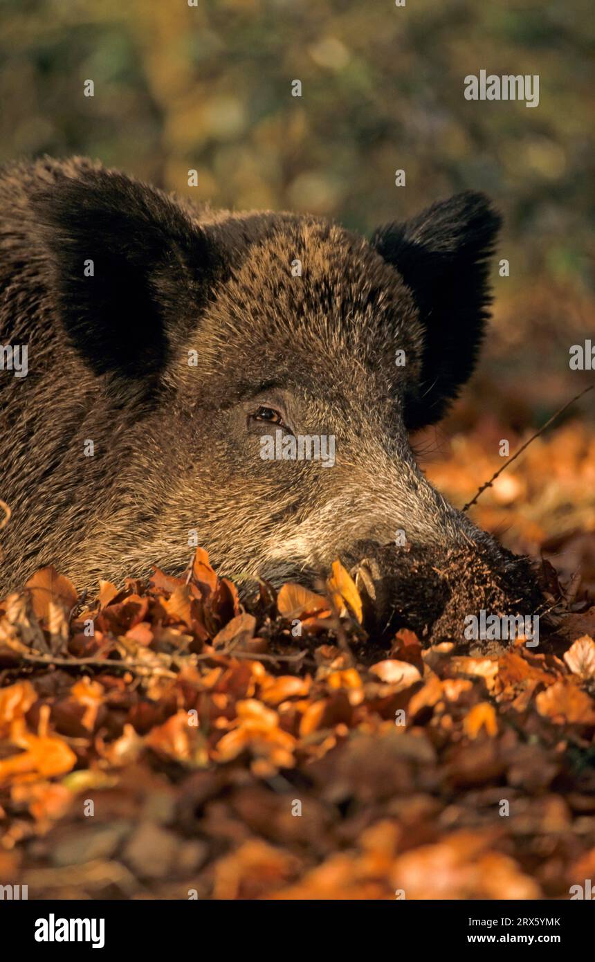 Wild boar (Sus scrofa) tusker resting in beech foliage (Schwarzkittel ...