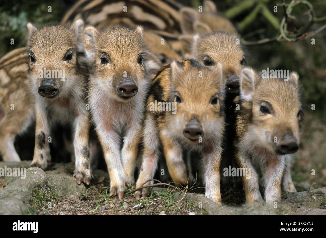 Frischlinge Erkunden Die Umgebung Wildschwein Wild Boar Wild Boar Frischlinge Erkunden Die Umgebung Wildschwein Wild Boar Wild Boar