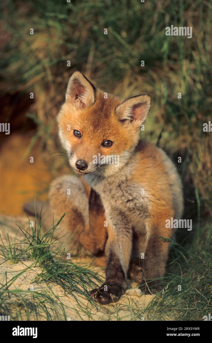 Young fox sitting relaxed in front of the fox den and scratching itself ...