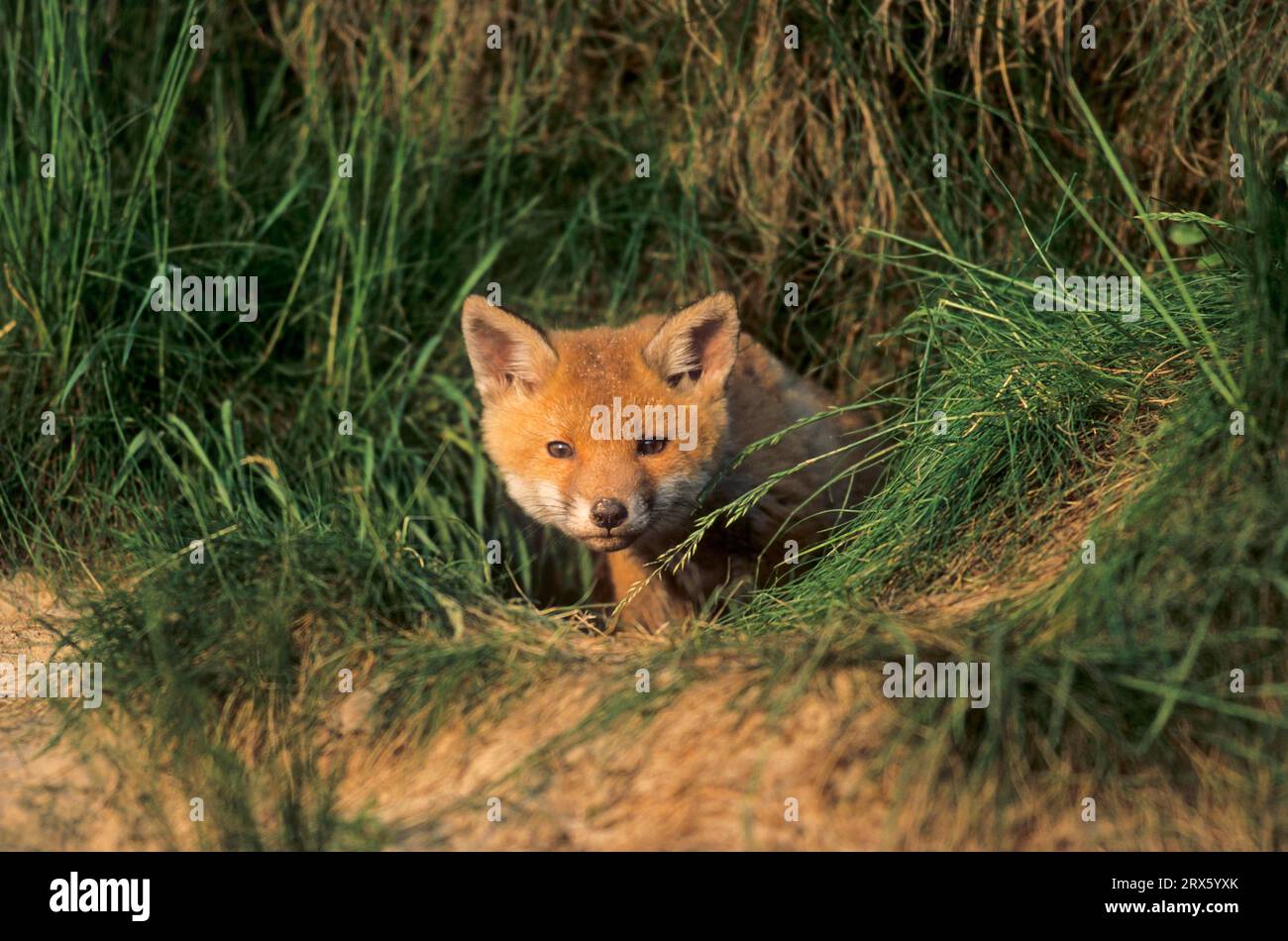 Young fox looking intently out of the foxs den (red fox (Vulpes vulpes ...