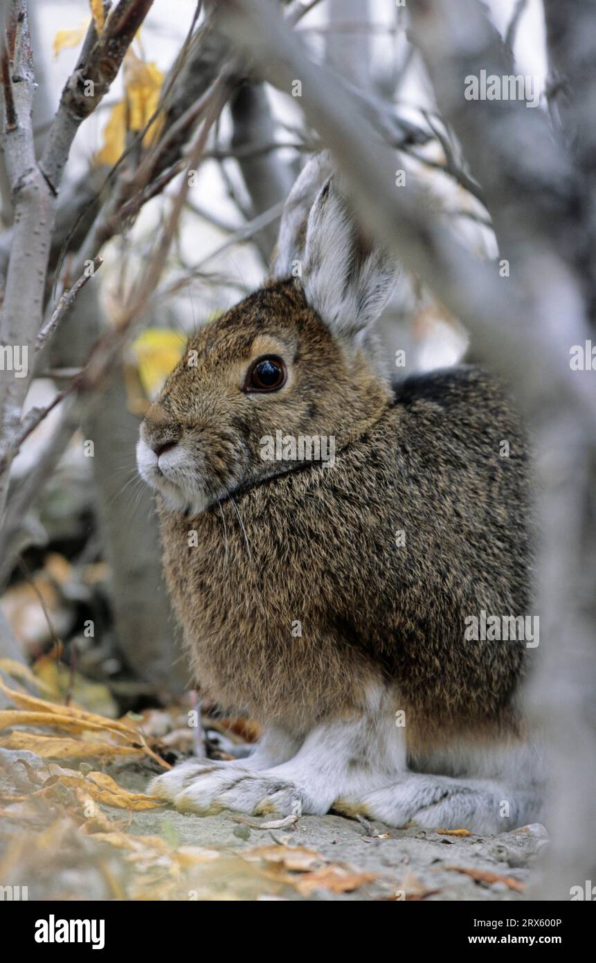 Snowshoe hare (Lepus americanus) changing from summer to winter coat