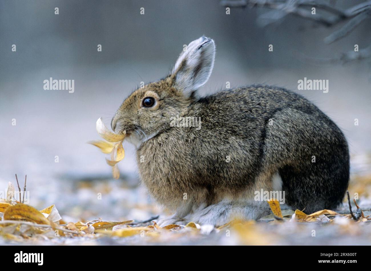 Snowshoe Hare (Lepus americanus) feeding willow leaves, Varying Hare feeding willow leaves