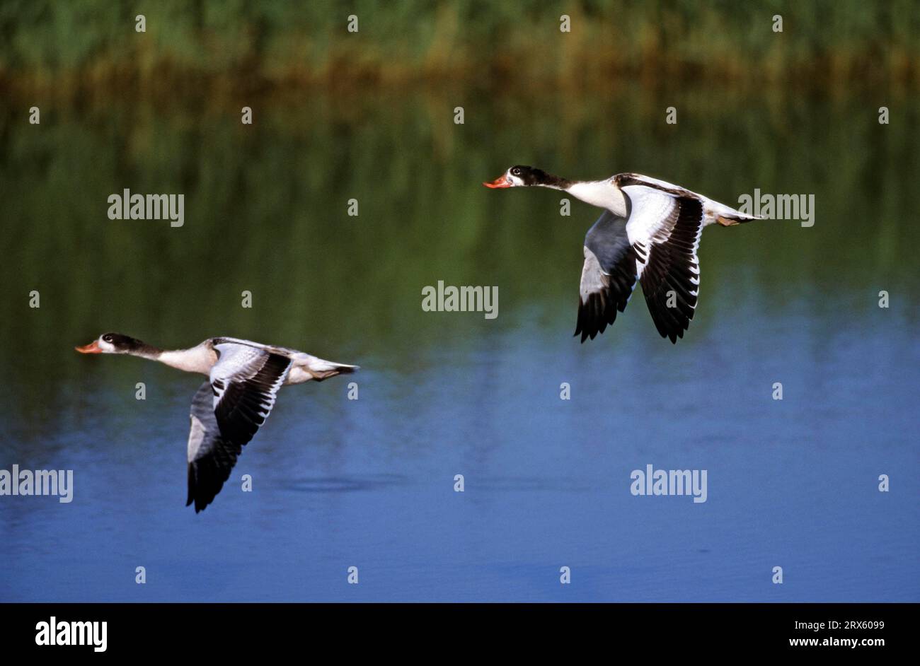 Common shelduck (Tadorna tadorna), Fledgling Shelducks flying over a pond (Common Shelduck), Juvenile Shelducks flying over a pond (Common Shelduck) Stock Photo