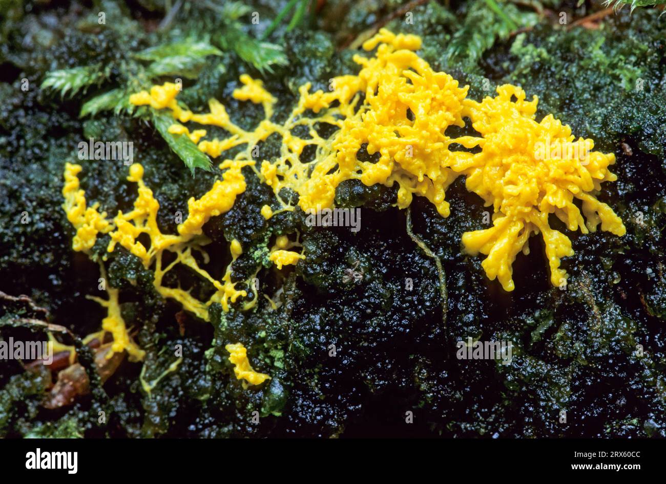Dog vomit slime mold (Fuligo septica) is a slime mould and distributed worldwide (Witch Butter), Dog Vomit Slime Mold exists worldwide (Scrambled Egg Stock Photo