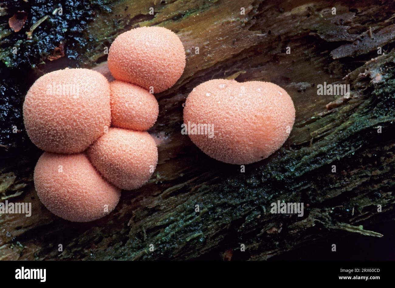 Earth milk fungus is a slime fungus and can be classified as protozoon, Wolfs Milk is a slime fungus and to be classified as protozoon, Lycogala Stock Photo