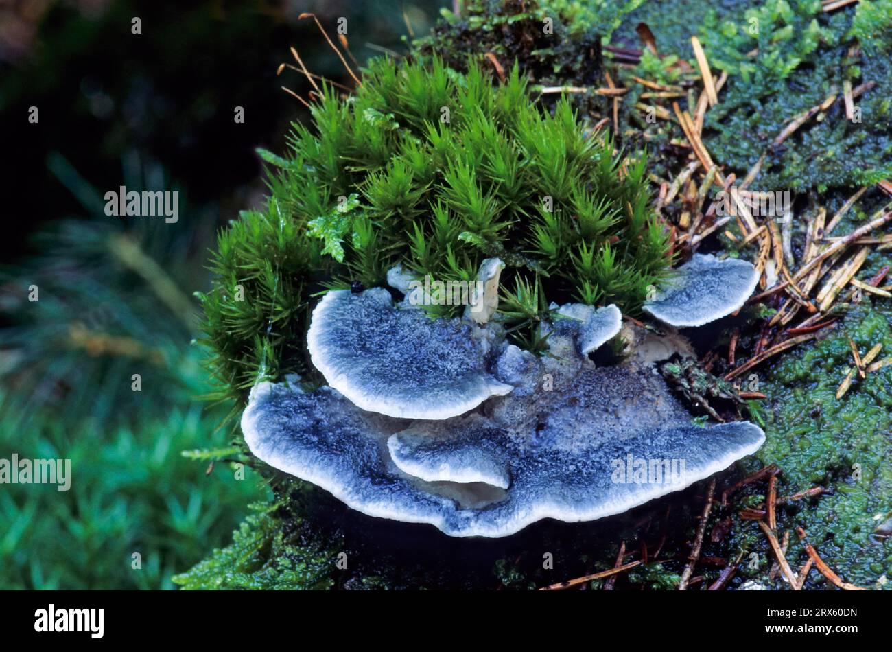 Blauer Saftporling grows on coniferous wood (Blauender Saftporling), Conifer blueing-Bracket grows on coniferous trees (Blue Cheese Polypore), Postia Stock Photo