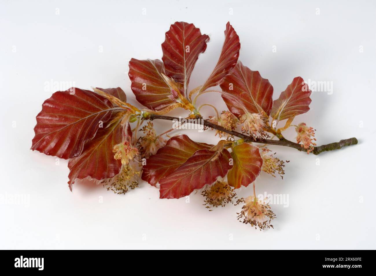 Copper beech (Fagus sylvatica Stock Photo Alamy