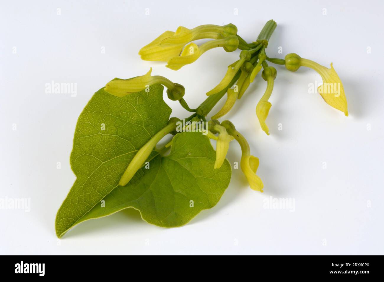European Birthwort (Aristolochia clematitis), DoneNordrhein-Westfalenurzel, Fieberwurzel, Fobwurzel, Huenschkraut, Loeffelkraut, Osterlug Stock Photo