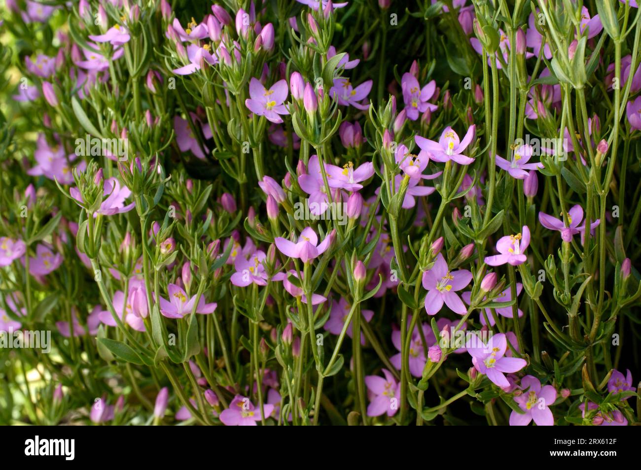 Centaurium erythraea (Centaurium umbellatum) (Centaurium erythraea) (Centaurium minus), God's grace herb Stock Photo