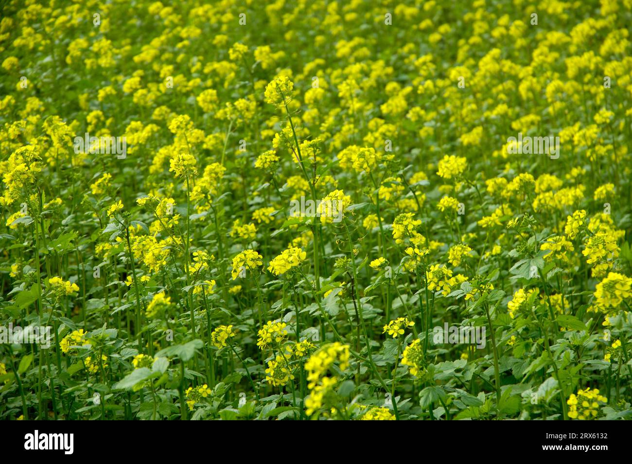 White mustard (Sinapis alba) Stock Photo