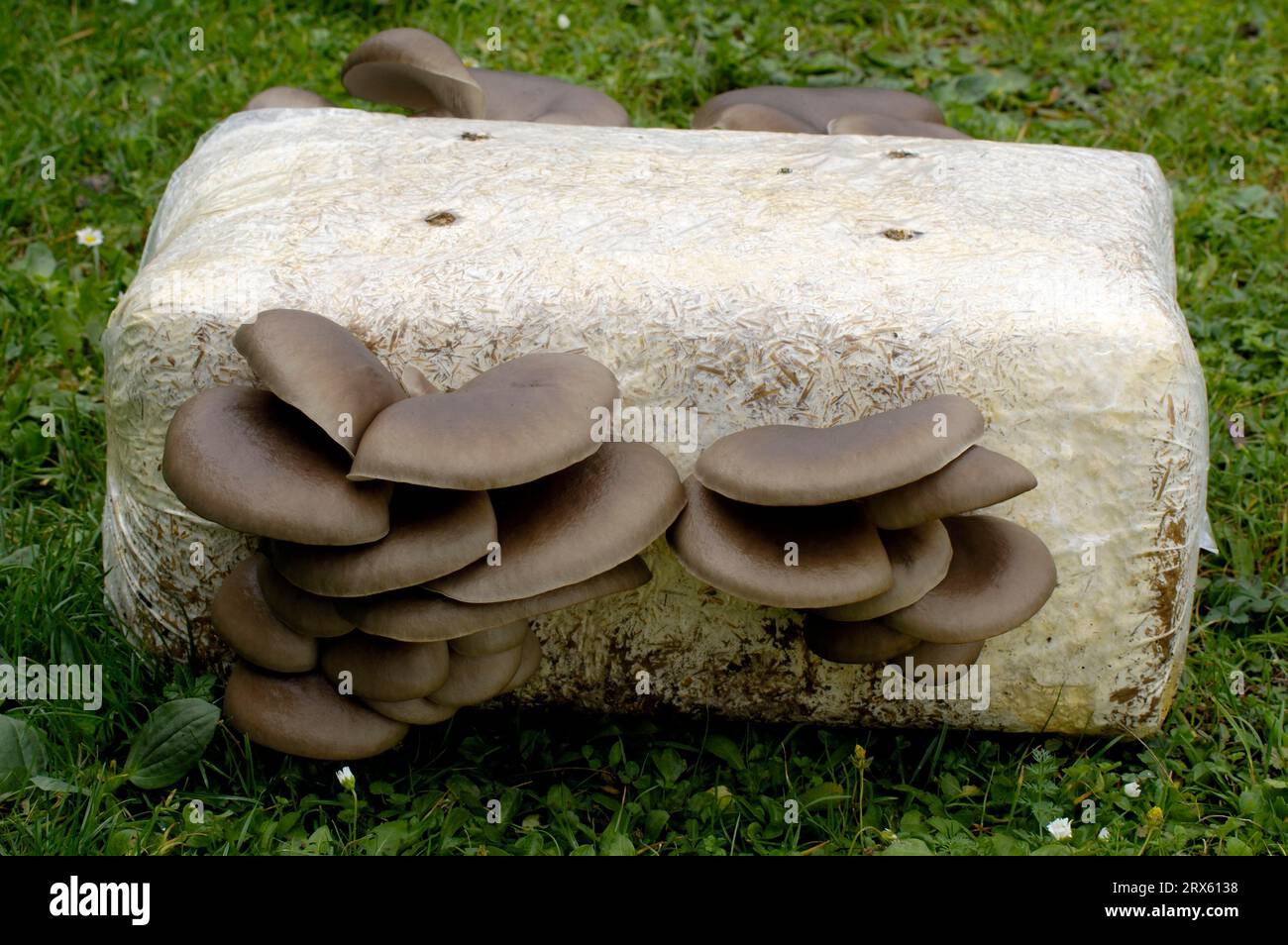 Oyster mushrooms (Pleurotus ostreatus) on substrate block, mushroom