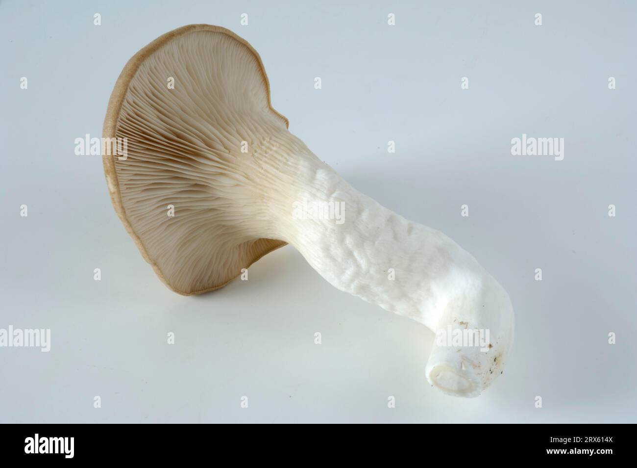 King trumpet mushroom, French horn mushroom, king oyster mushroom