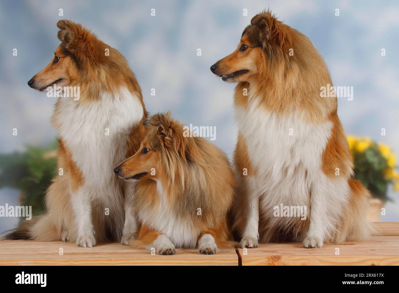 Shelties, Shetland Sheepdog Stock Photo