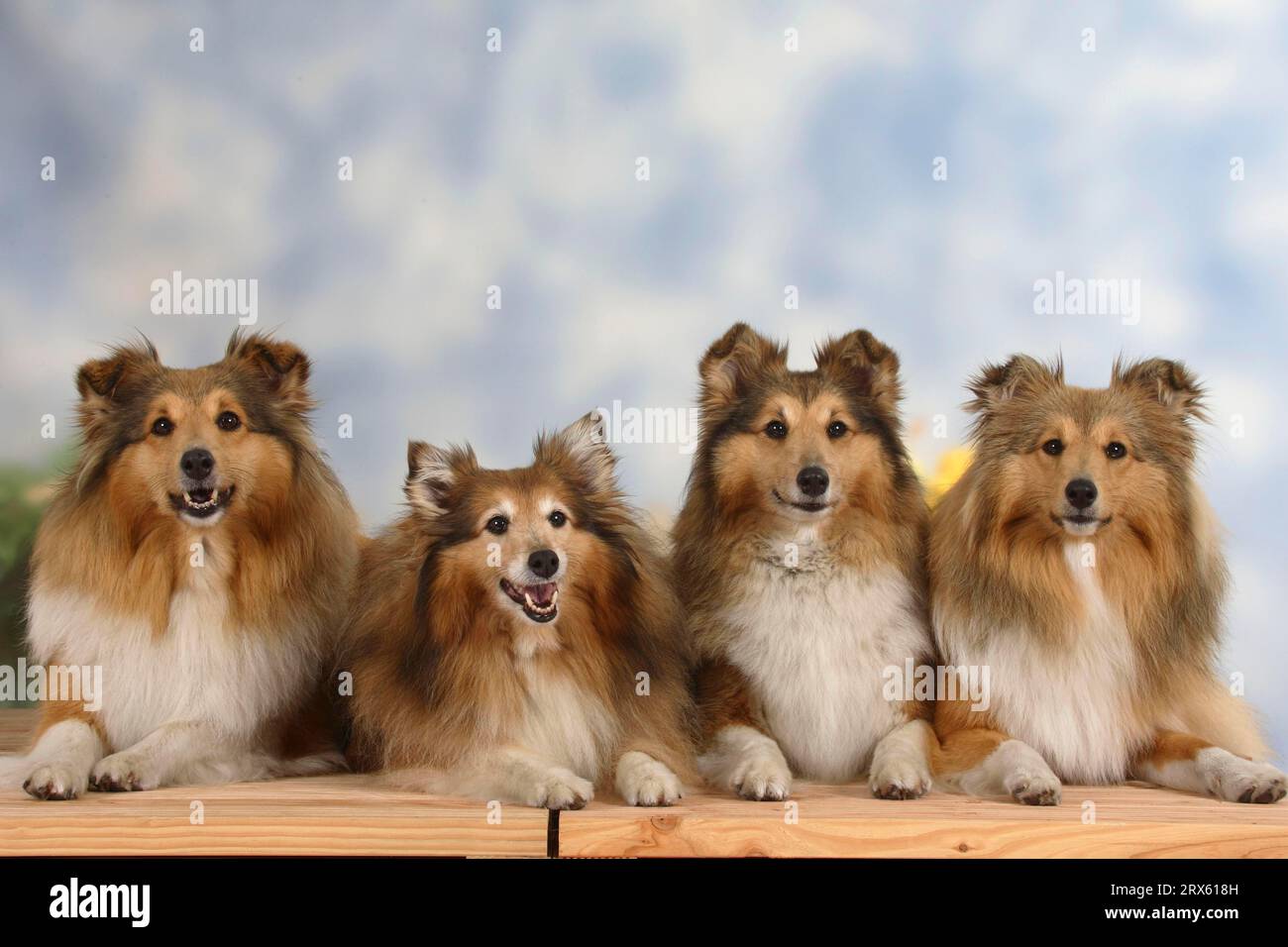 Shelties, Shetland Sheepdog Stock Photo