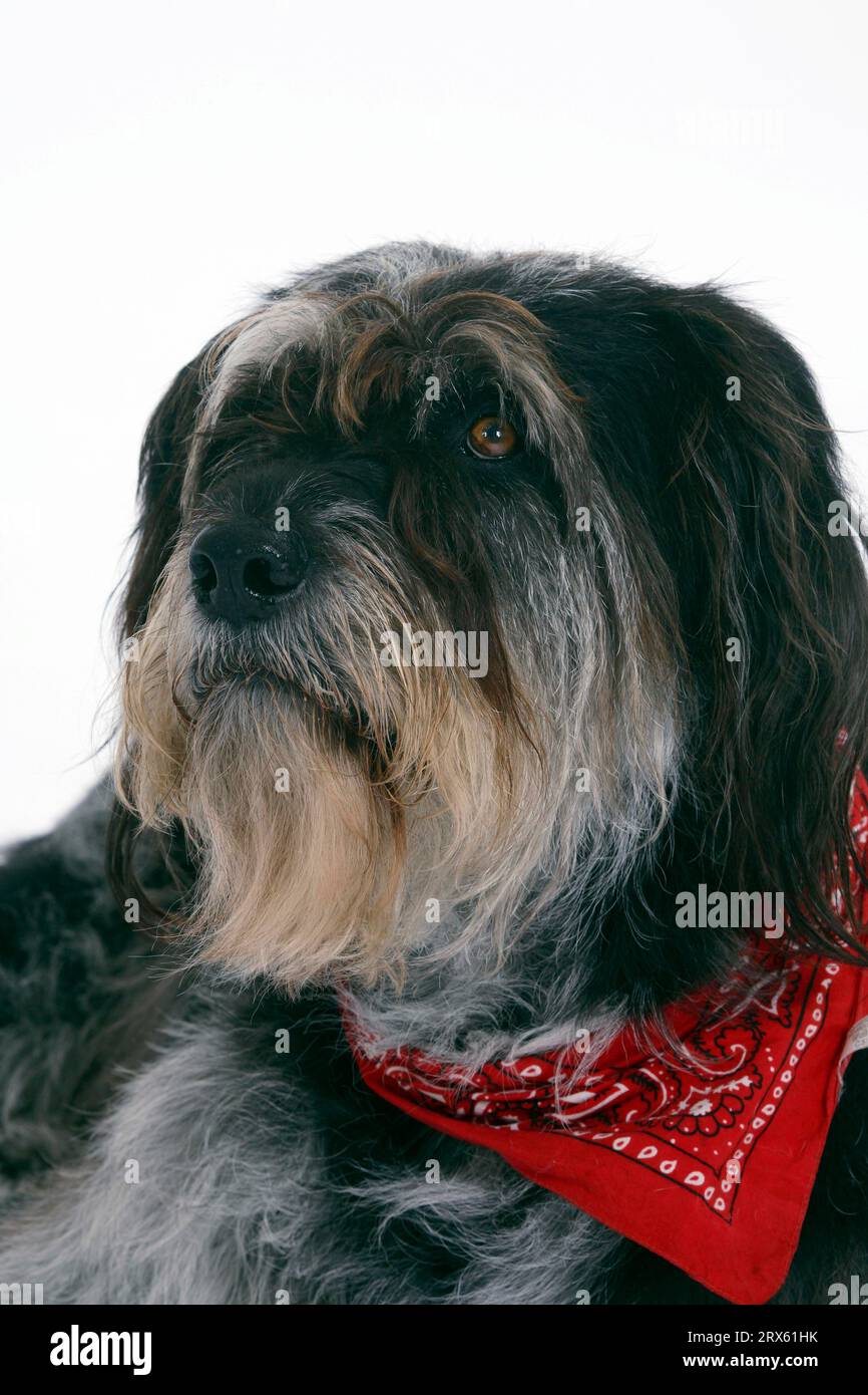 Mixed breed dog, neckerchief Stock Photo