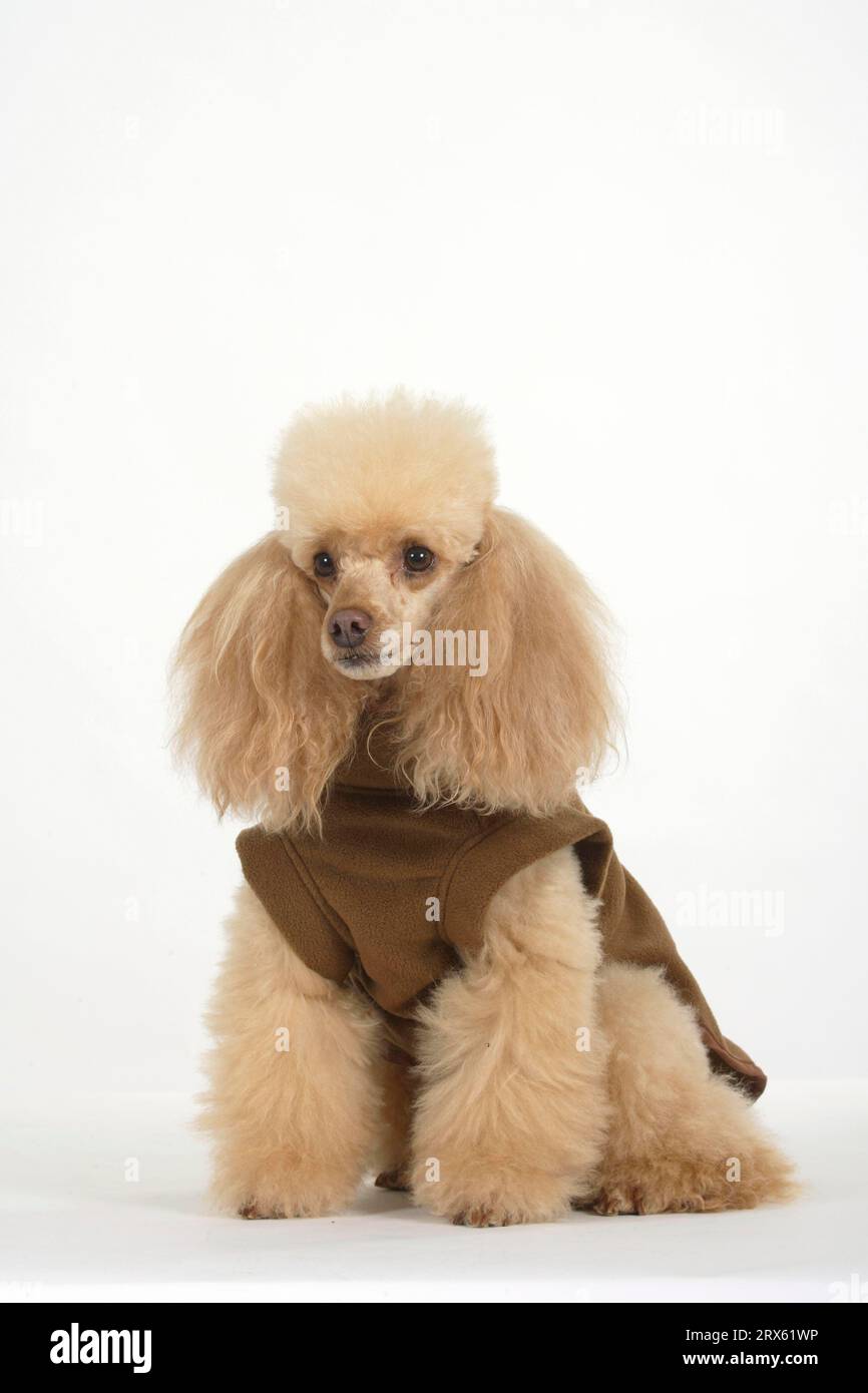 Poodle clothing best sale