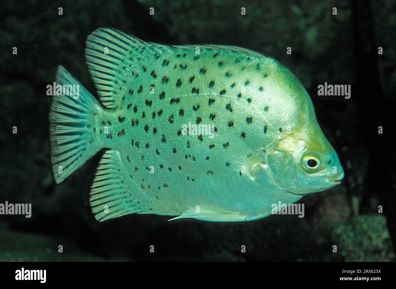 Green argus fish, common (Scatophagus argus) Argus fish, lateral, exempt Stock Photo