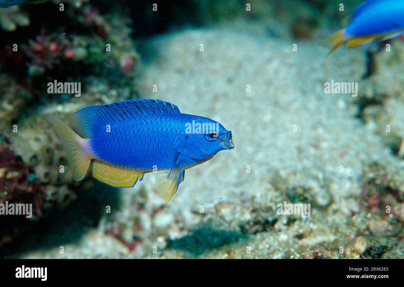 Blue Damsel, neon damselfish (Pomacentrus coelestis), Neon Damsel ...