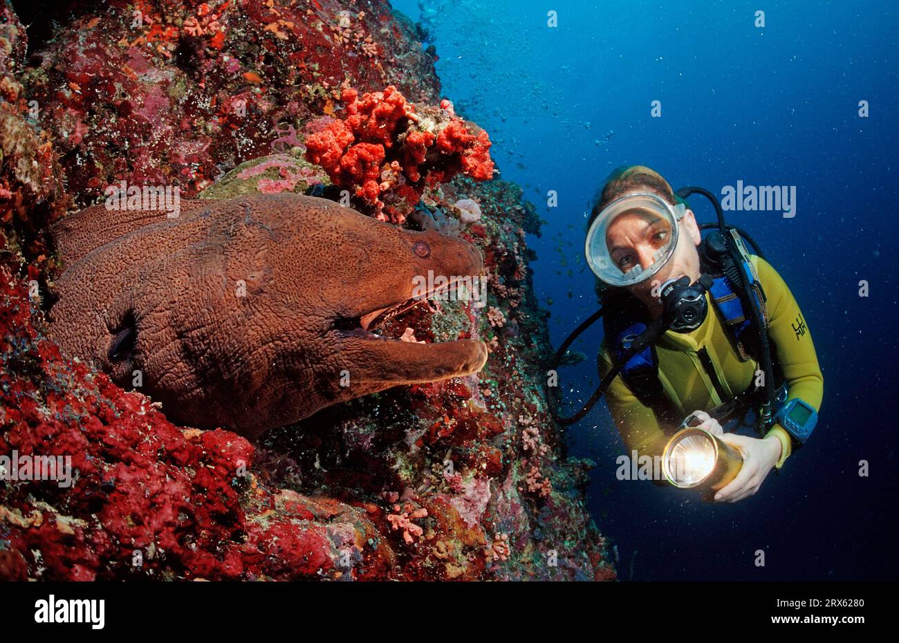 Giant Moray (Gymnothorax javanicus) moray and diver, Ari atoll