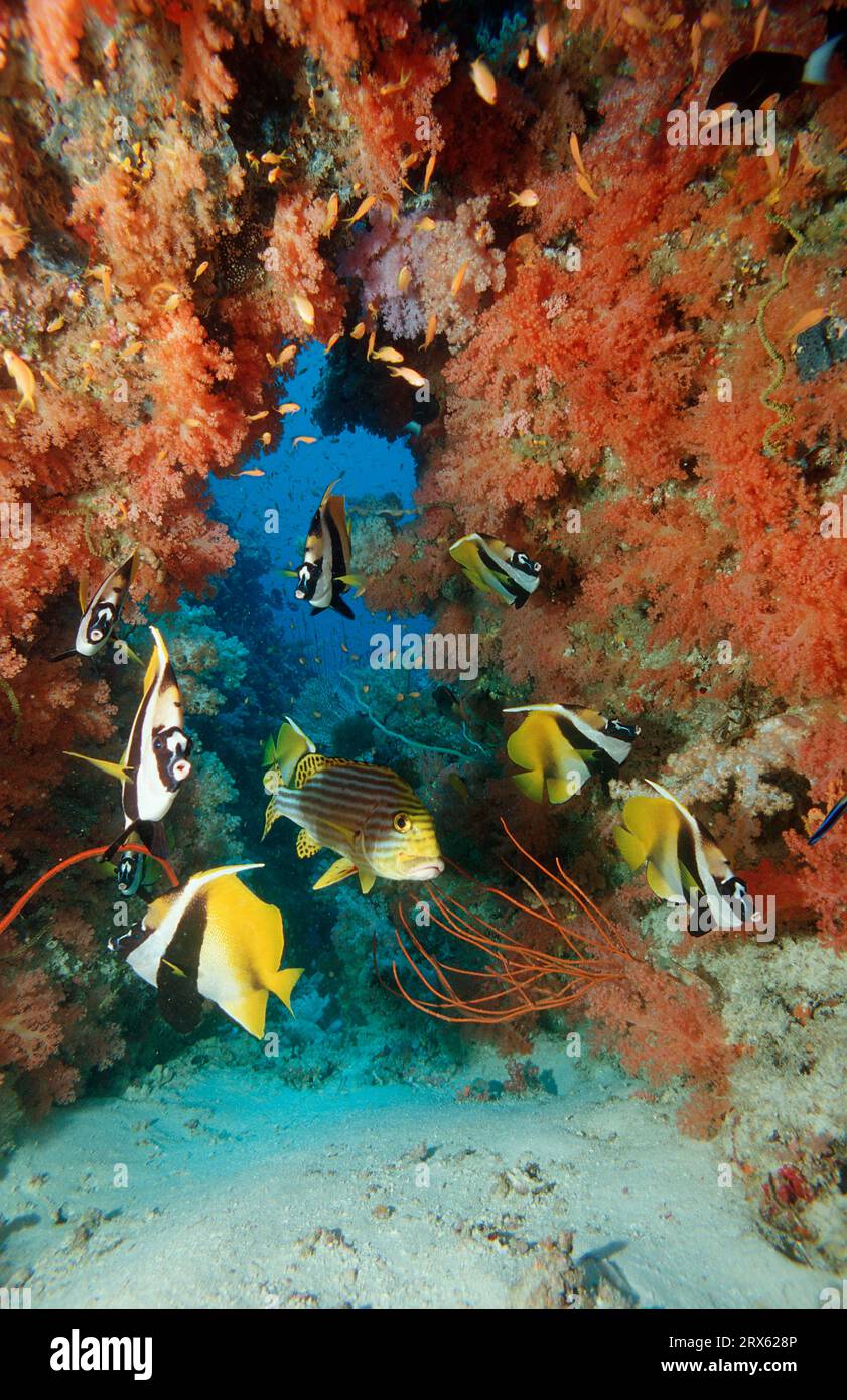 Masked Pennantfish, masked bannerfish (Heniochus monoceros), Masked Pennantfish, Horned Pennantfish, Maldives Stock Photo