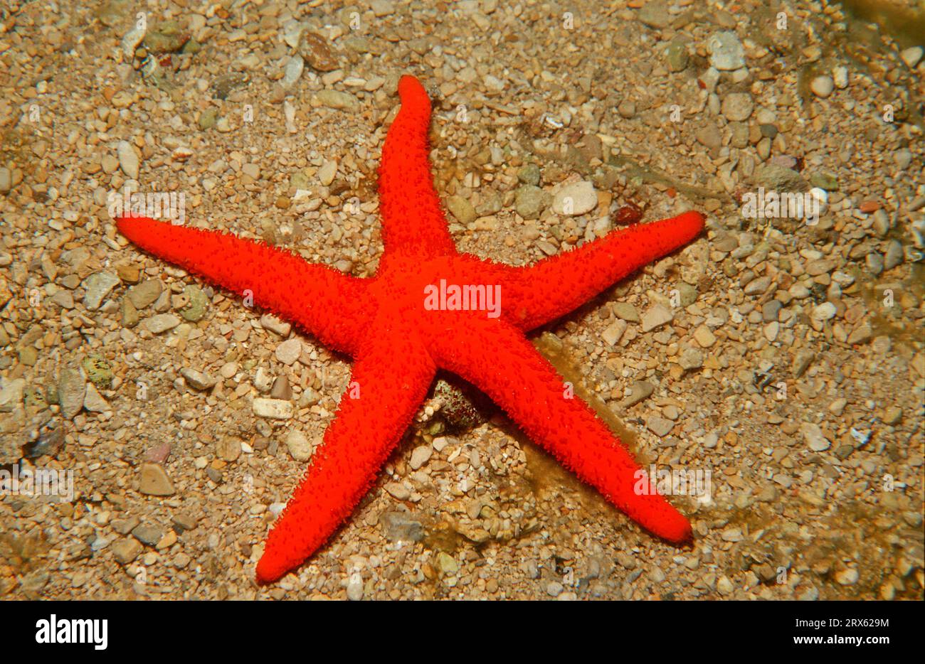 Red Mediterranean Starfish, Greece, Mediterranean red sea star (Echinaster sepositus) Starfish, Purple Starfish, Blood Starfish, Detachable Stock Photo