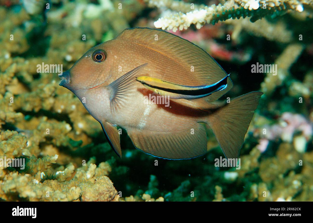Brown sailfin doktorfish and cleaner wrasse, Brown tang (Zebrasoma scopas), Brown sailfin doktorfish, Brown sailfin Bluestreak cleaner wrasse Stock Photo