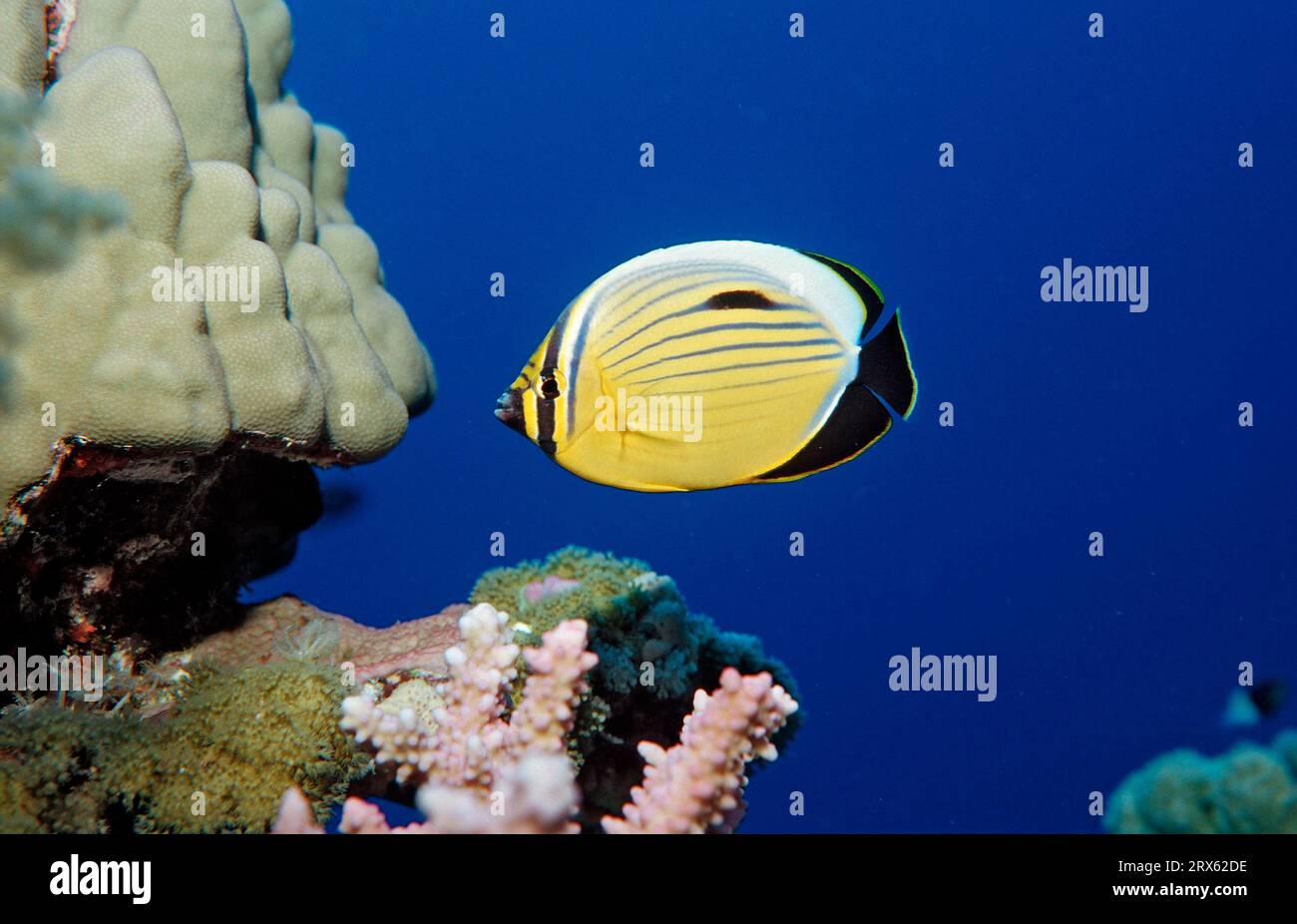 Red Sea ribbed butterfly, Red Blacktail butterflyfish (Chaetodon austriacus), lateral, detached, Egypt Stock Photo