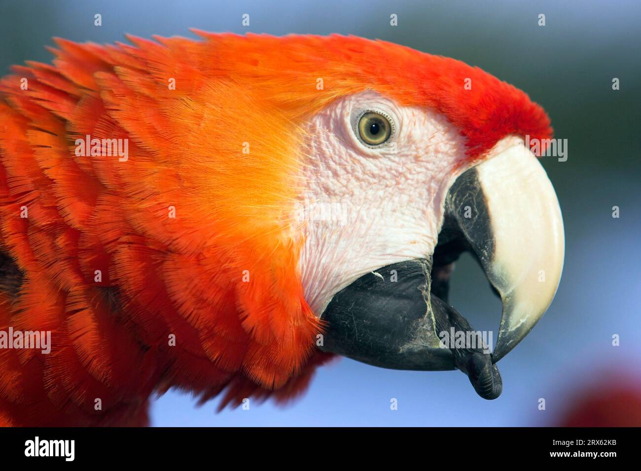 Scarlet macaw (Ara macao), arakanga, lateral, profile, tongue Stock
