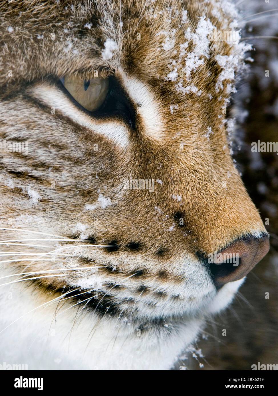 Eurasian lynx (Lynx lynx) Stock Photo