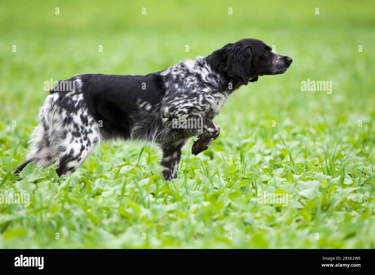 Epagneul breton hi-res stock photography and images - Alamy