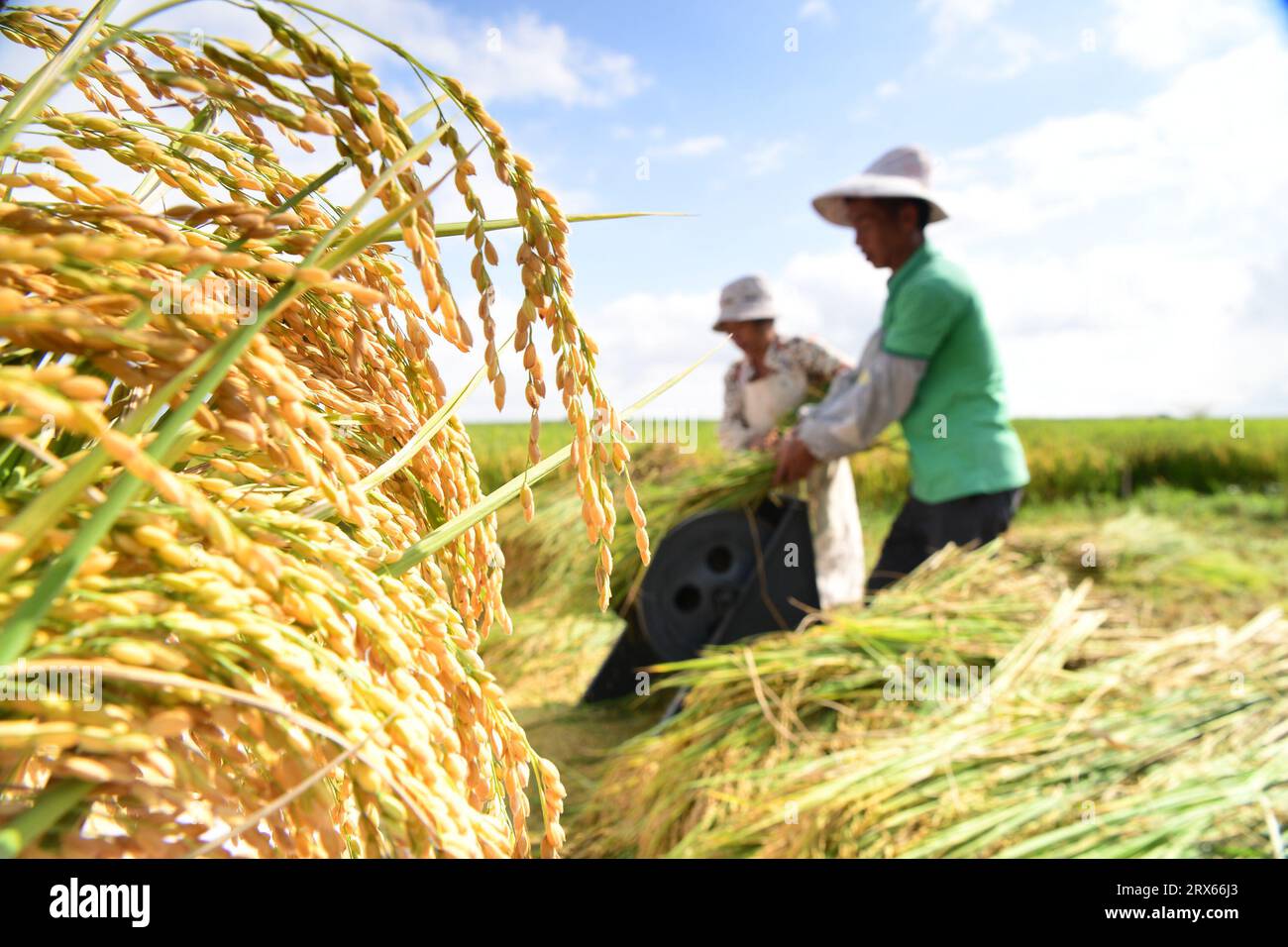 Beijing, China's Yunnan Province. 23rd Sep, 2023. Farmers harvest rice in a paddy field in Luoping County of Qujing City, southwest China's Yunnan Province, Sept. 23, 2023. Farming-themed activities are held across the country during the sixth Chinese farmers' harvest festival. Credit: Mao Hong/Xinhua/Alamy Live News Stock Photo