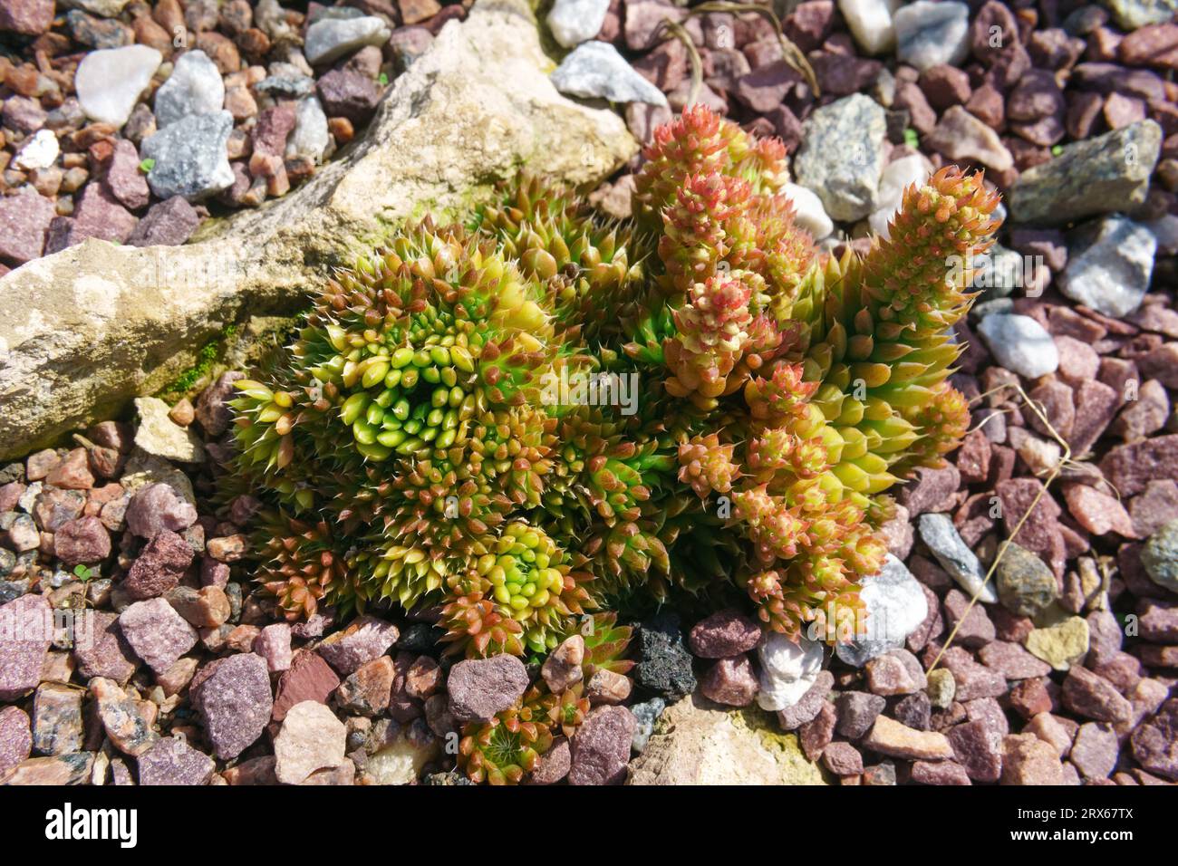 succulent growing outdoors among stones Stock Photo