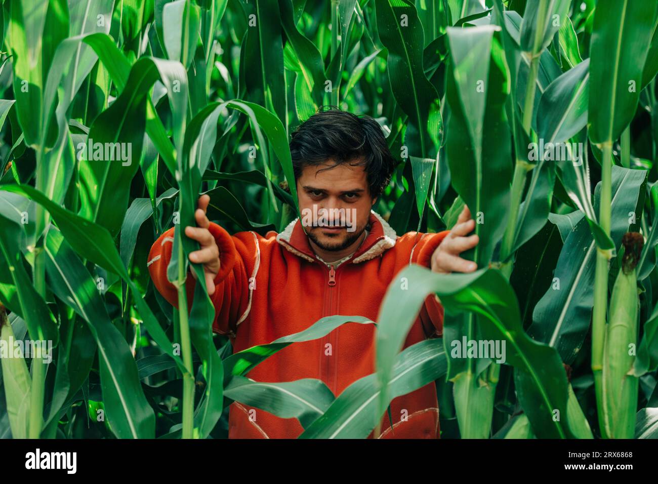 Man standing amdist corn crops in field Stock Photo