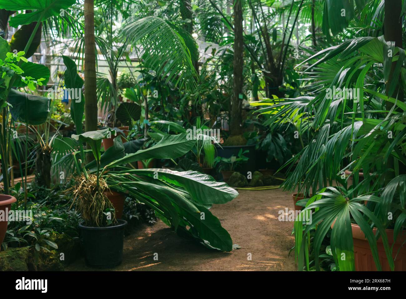 interior of a large greenhouse with palm trees and other tropical ...