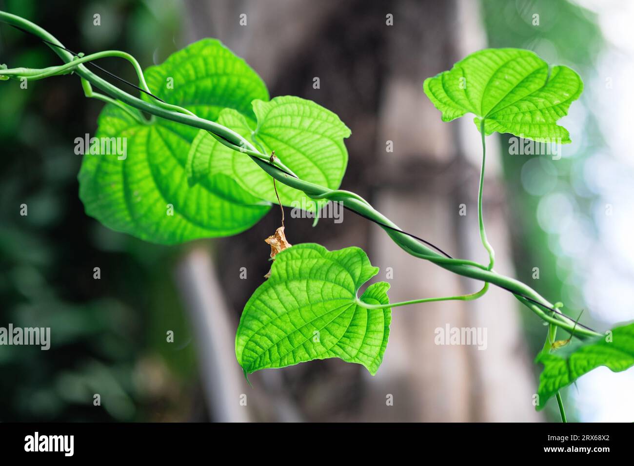 climbing plant in the interior of a large greenhouse Stock Photo
