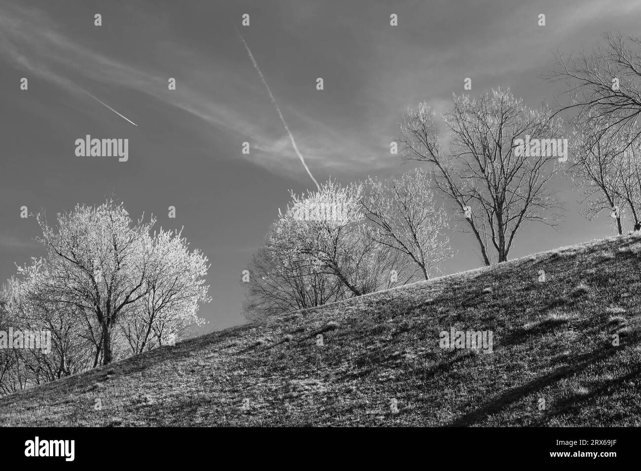 Black and white hillside with sunlit trees and contrails in the sky Stock Photo