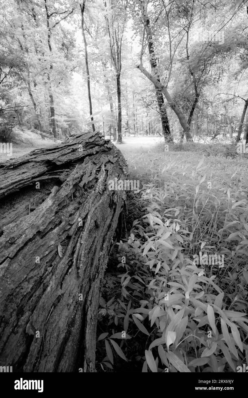 Fallen tree trunk in healthy forest amid undergrowth Stock Photo