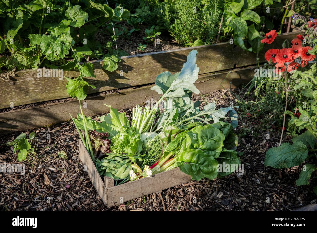Crate of freshly picked vegetables standing in vegetable garden Stock Photo