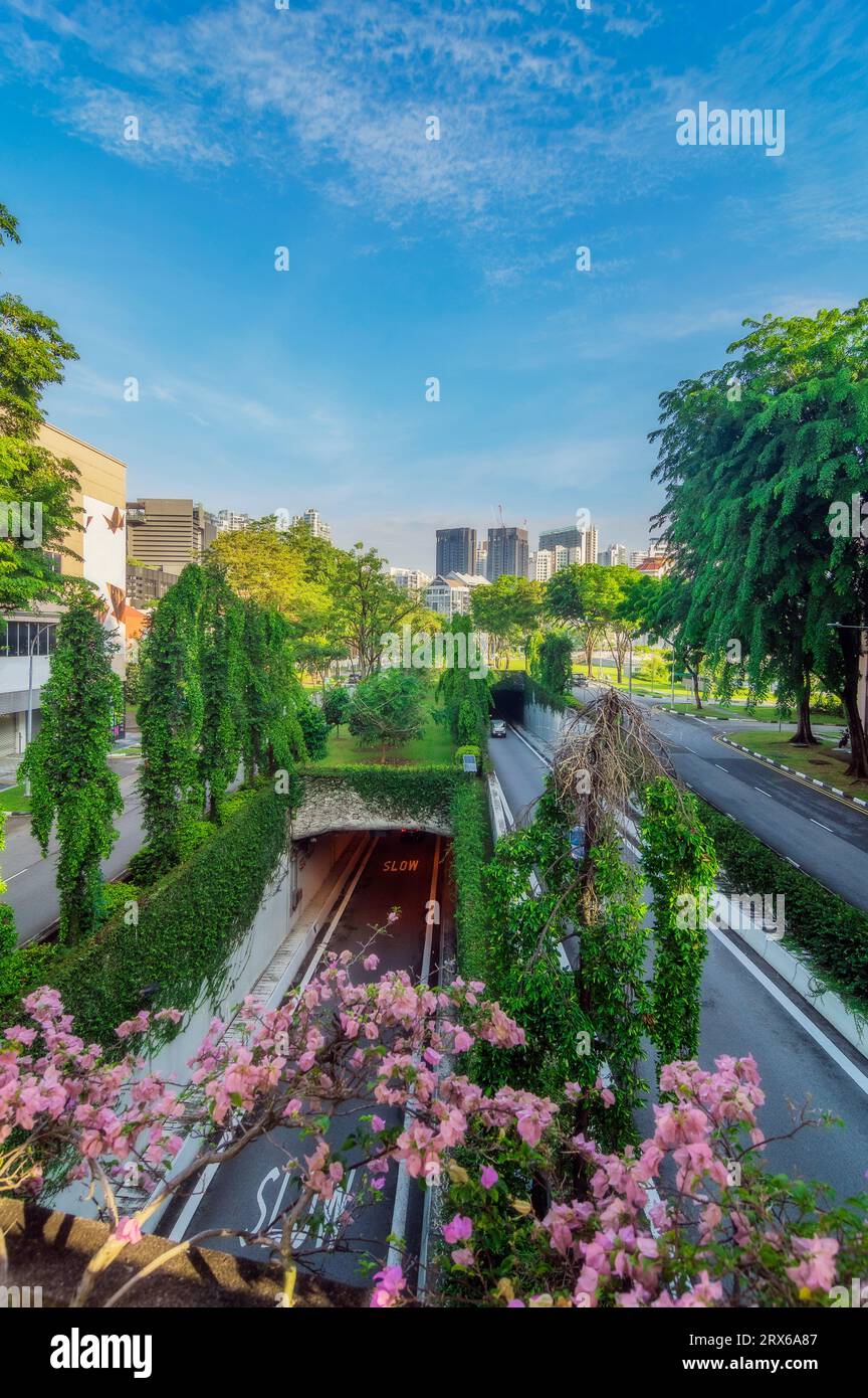Singapore, Singapore City, Roads near Clarke Quay with pink blossoms in foreground Stock Photo