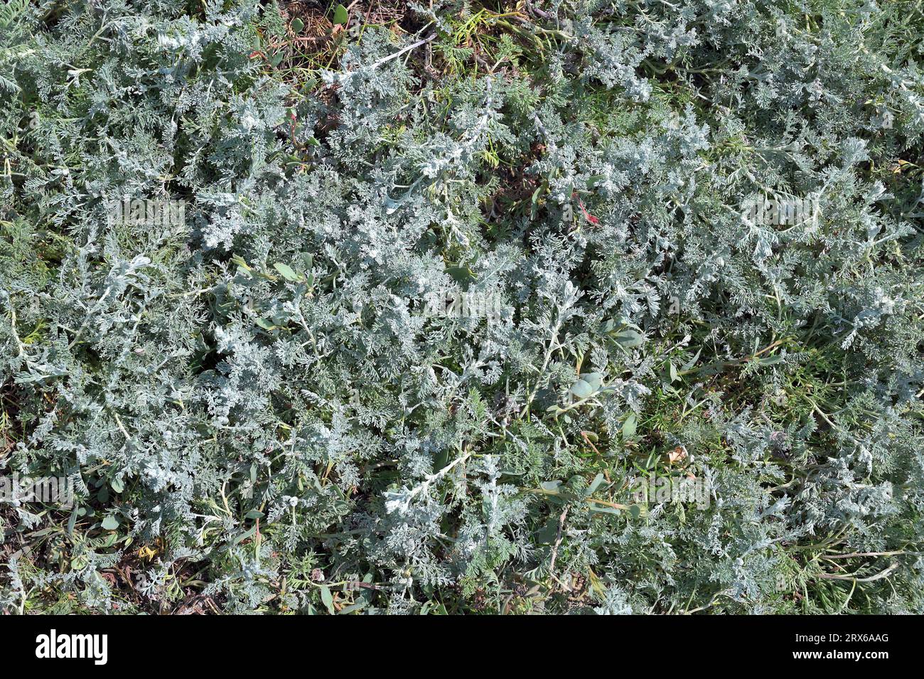sea wormwood (Artemisia maritima),North Sea,Germany Stock Photo