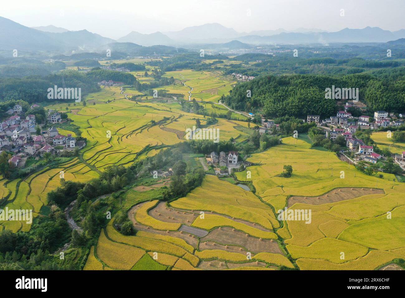 Hefei. 11th Sep, 2023. This aerial photo taken on Sept. 11, 2023 shows terraced fields in Baidi Town of Xuancheng, east China's Anhui Province. The terraced fields in Baidi Town have taken on a golden-tinged view as the harvest season approaches. Credit: Jiang Jianxing/Xinhua/Alamy Live News Stock Photo